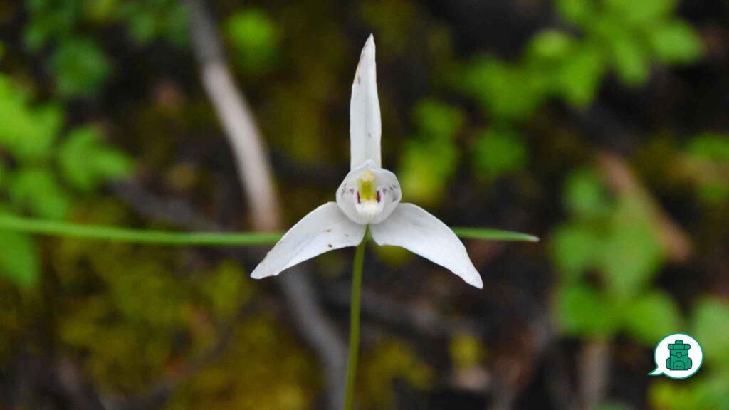 Primer plano de flor blanca silvestre en zona montañosa.