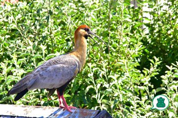 Aves de la Patagonia 7 que Puedes Ver en la Carretera Austral